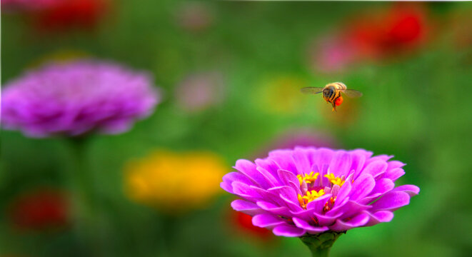 蜜蜂与花百日菊