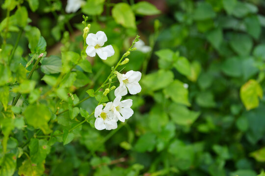 白色开花植物宽叶十万错