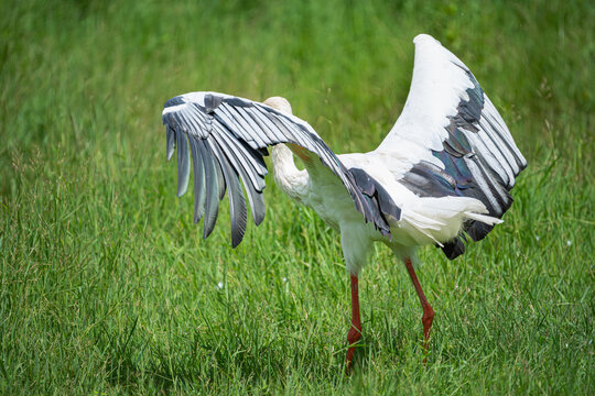 湿地公园里扇动翅膀的东方白鹳
