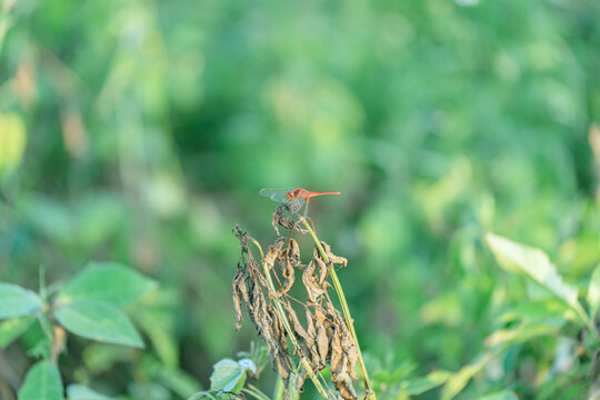 植物上蜻蜓特写镜头