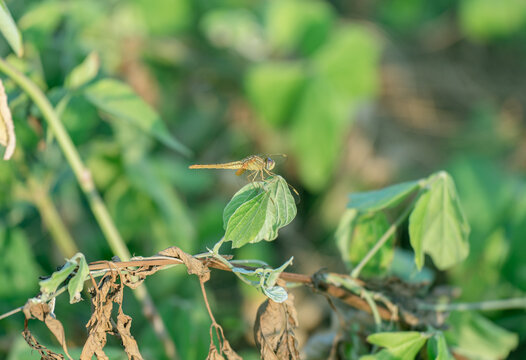 植物上蜻蜓特写镜头
