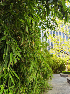 公园一角的竹子景观