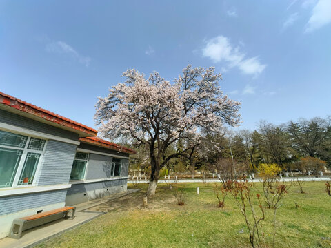 房屋前的杏花树