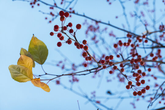 秋季山丁树
