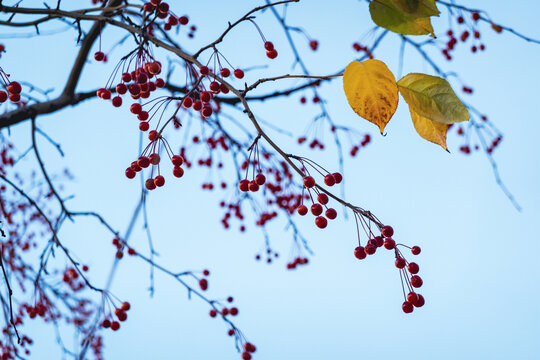 秋季山丁子果树