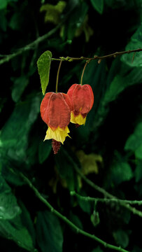 红萼麻花