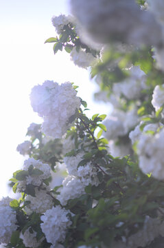 阳光下的白色木绣球花特写