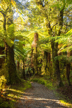 新西兰森林
