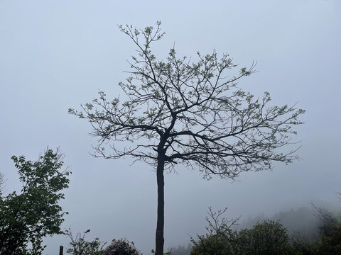 云雾里的一棵树
