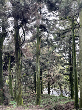 长满苔藓的高大松树林
