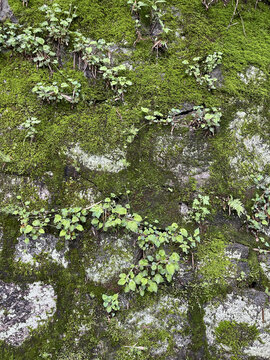 长满苔藓的石头墙壁