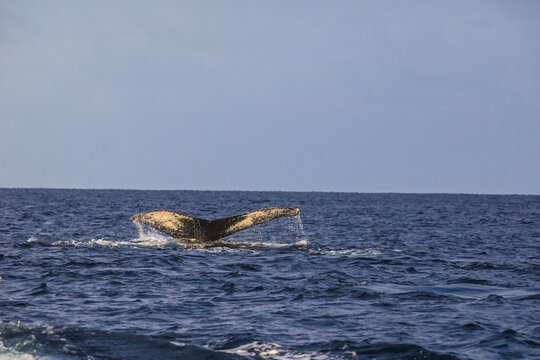 毛里求斯塔马林观鲸座头鲸摆尾