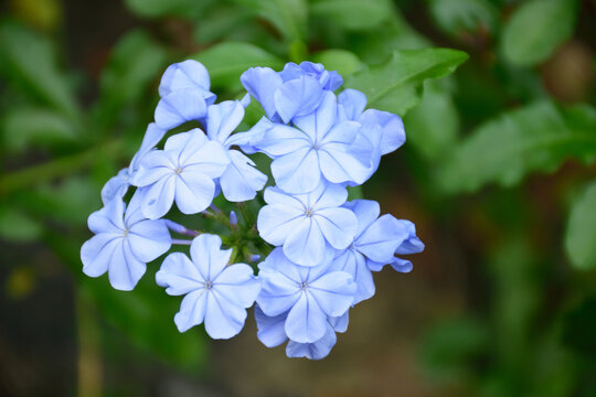 蓝花丹植物花卉蓝色的花