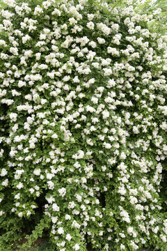 白色的蔷薇花