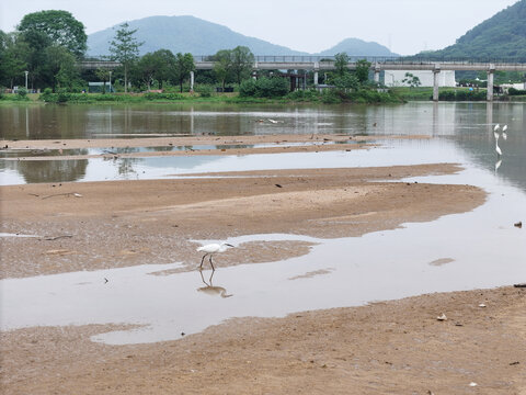 白鹭栖息地