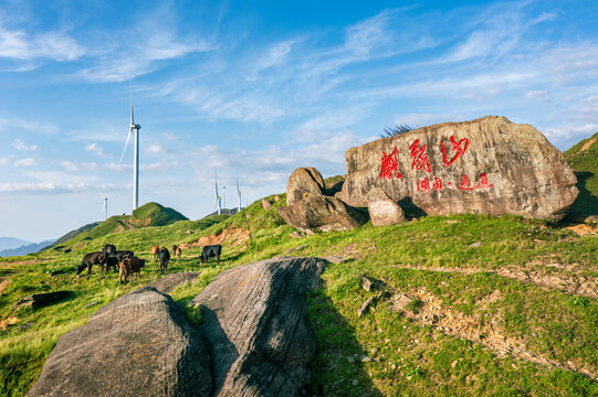 麒麟山风力发电和牛群美丽风光
