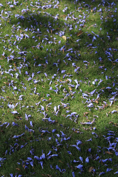 草坪上掉落的蓝花楹花瓣