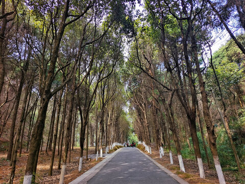 云南省弥勒市锦屏山林荫道