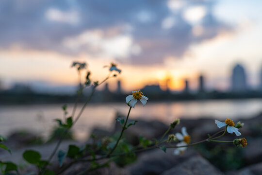 日落时开花植物对天空的特写镜头