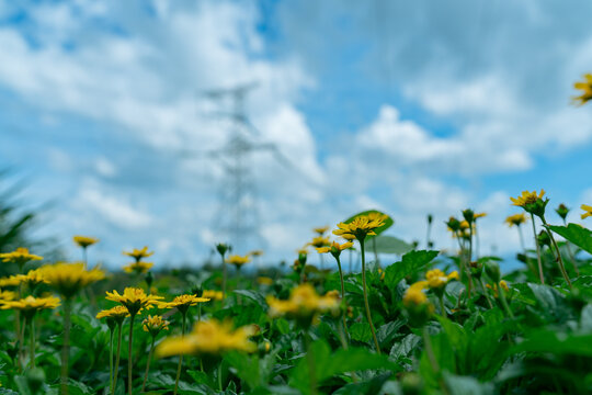 黄花植物黄金菊对天空的特写镜头