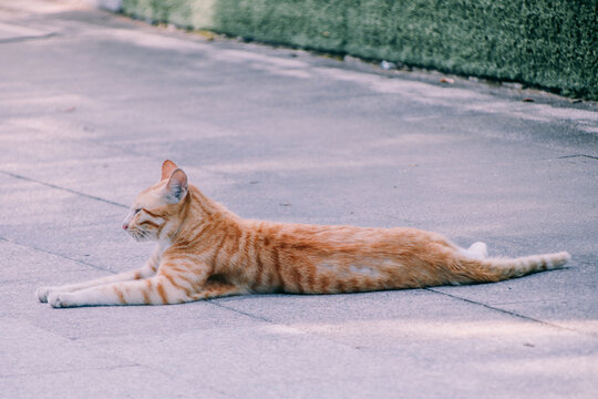 趴在地上晒太阳的猫咪