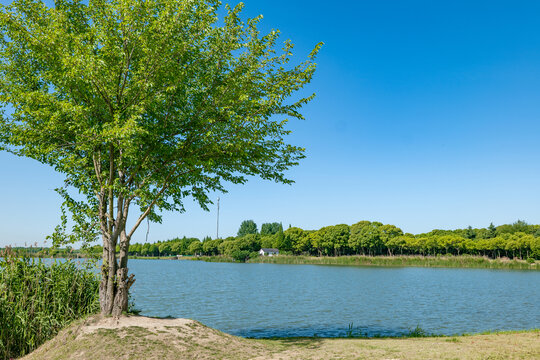 湖边的树