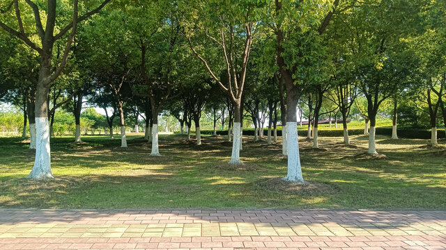 公园绿化树木