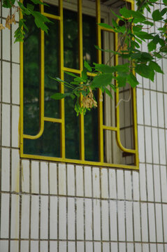 窗子和植物