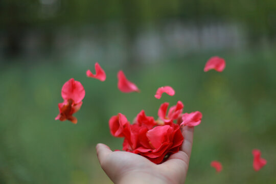 红色花瓣在手中散开