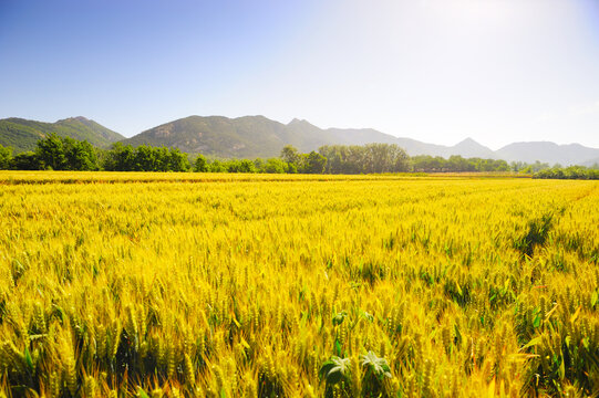 麦田