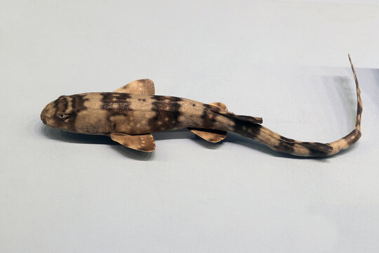 条纹斑竹鲨