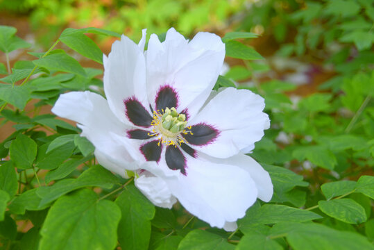 洛阳中国国花园紫斑牡丹花朵
