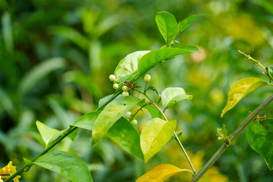 植物上的棉红蝽昆虫特写镜头