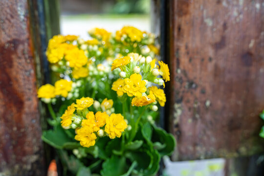 黄花植物长寿花