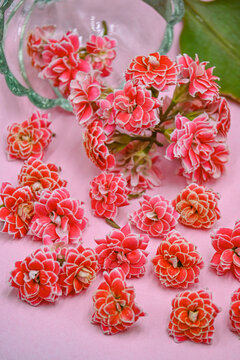粉红色重瓣长寿花品种金丝带传说