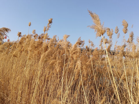 芦苇荡芦苇丛