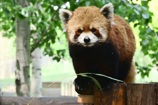 北京野生动物园小熊猫