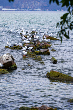 鸟类在湖面上休息