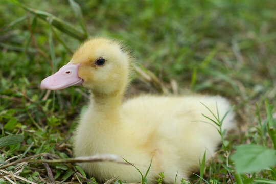 草地上的小鸭子