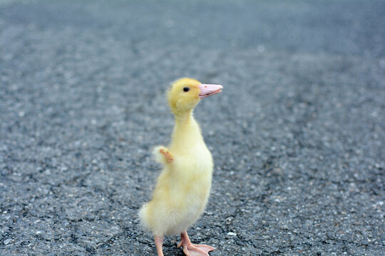 行走在路上的小黄鸭