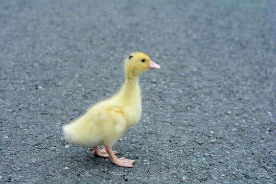行走在路上的小黄鸭