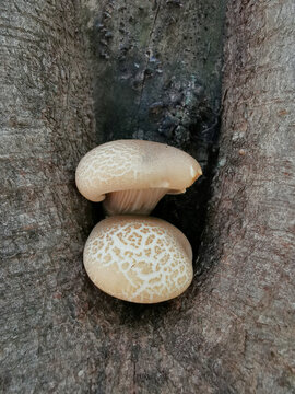 树上的蘑菇