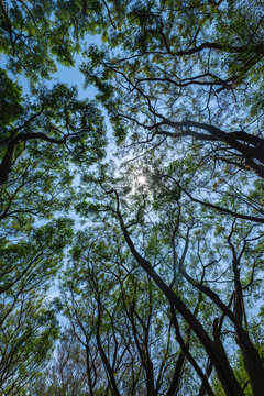 森林茂密枝叶与天空自然景观