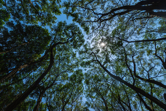 垂叶榕树林枝叶与天空光影