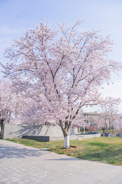 一整颗樱花树