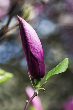紫玉兰花花蕾