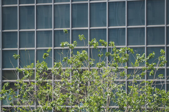 玻璃幕墙前的树木