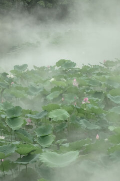 云雾缭绕荷花池