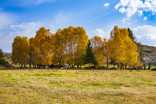 北疆的秋天