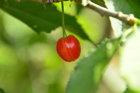 树枝头上成熟的大红樱桃